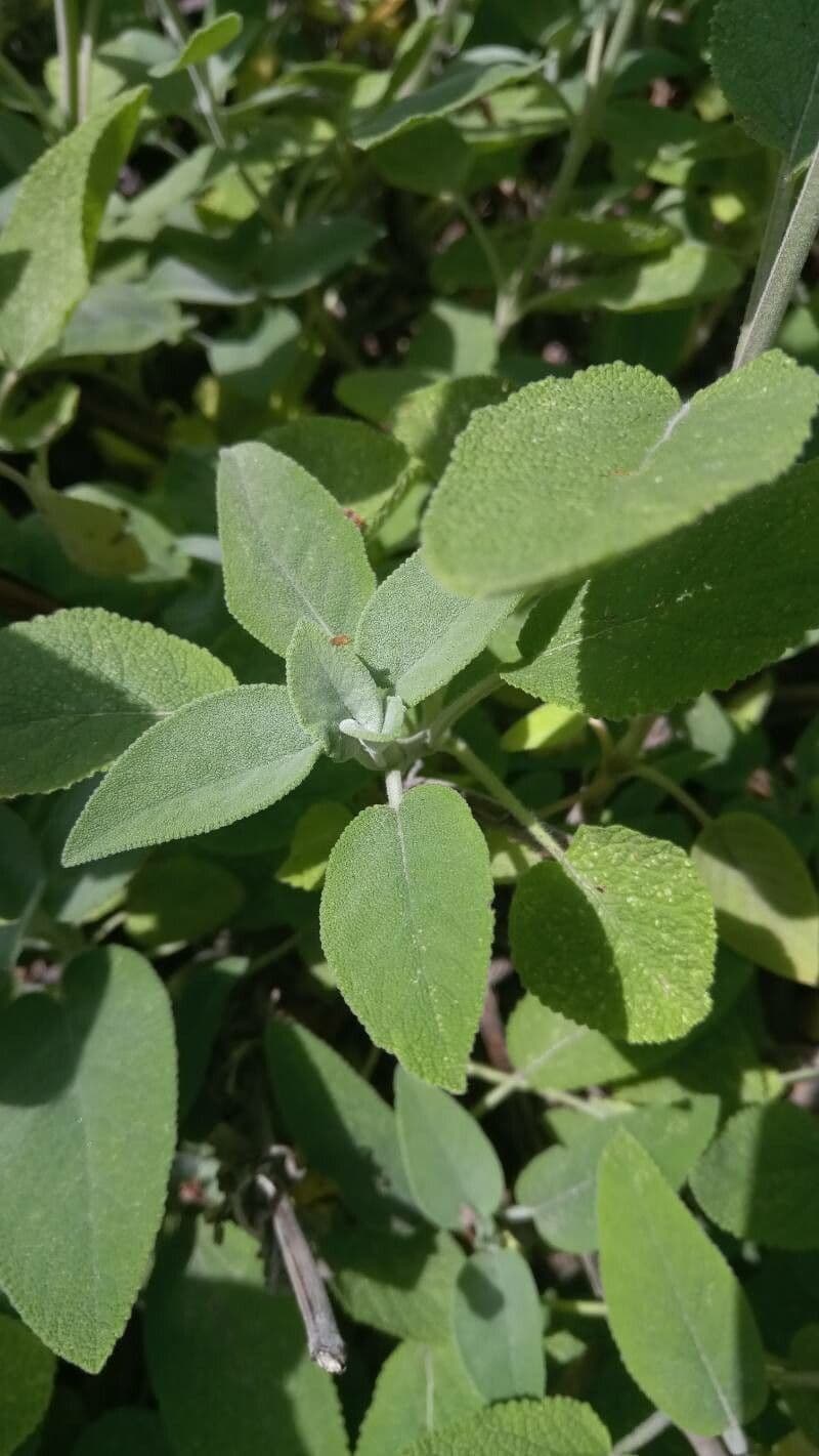 Salvia 5