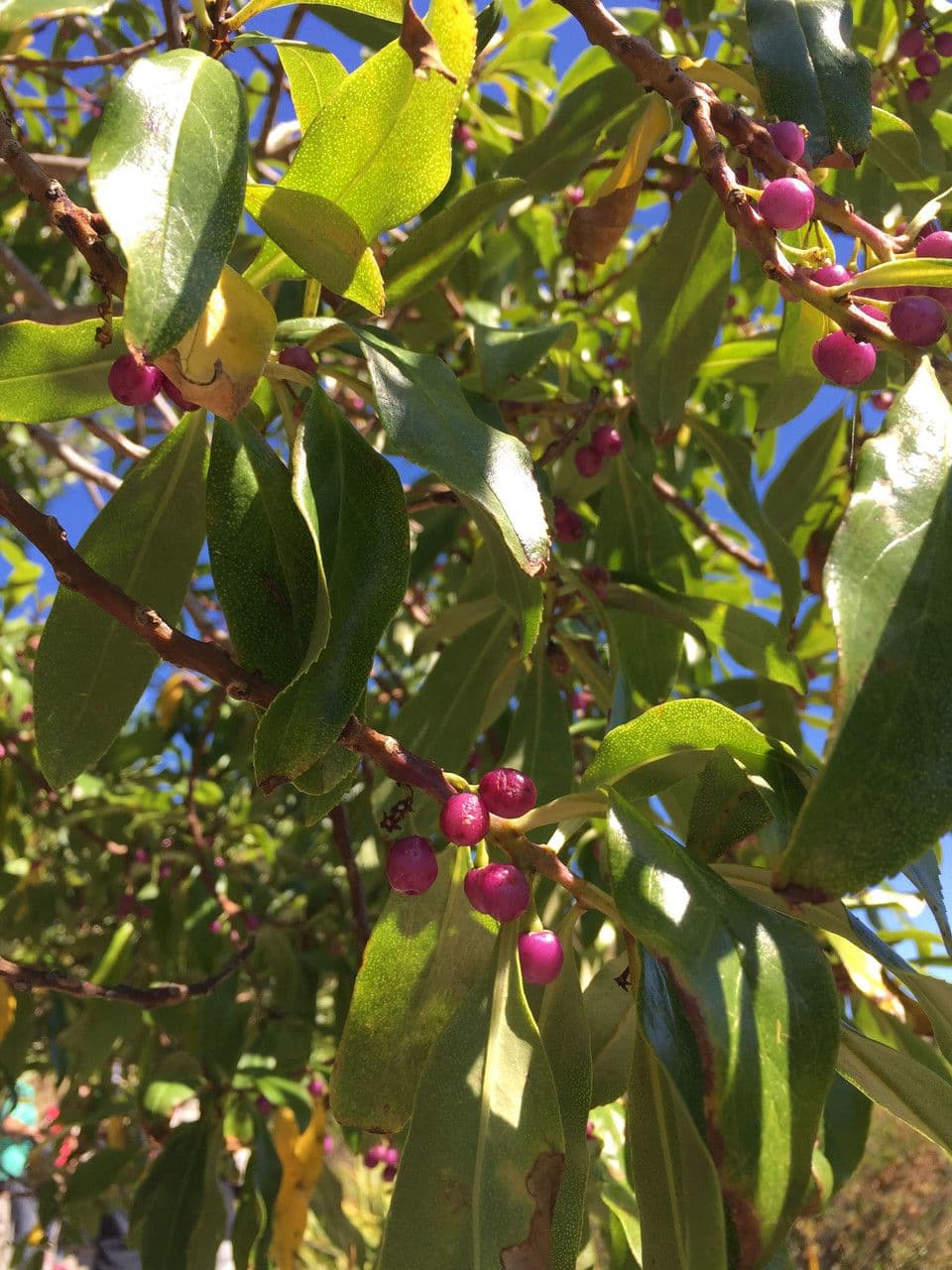 Myoporum laetum 15