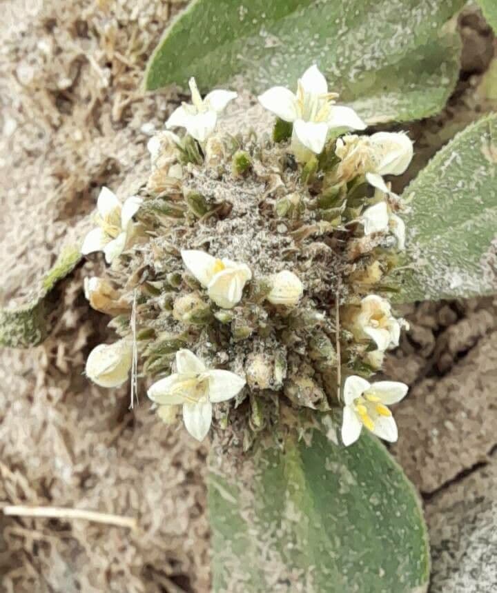 Mitracarpus
