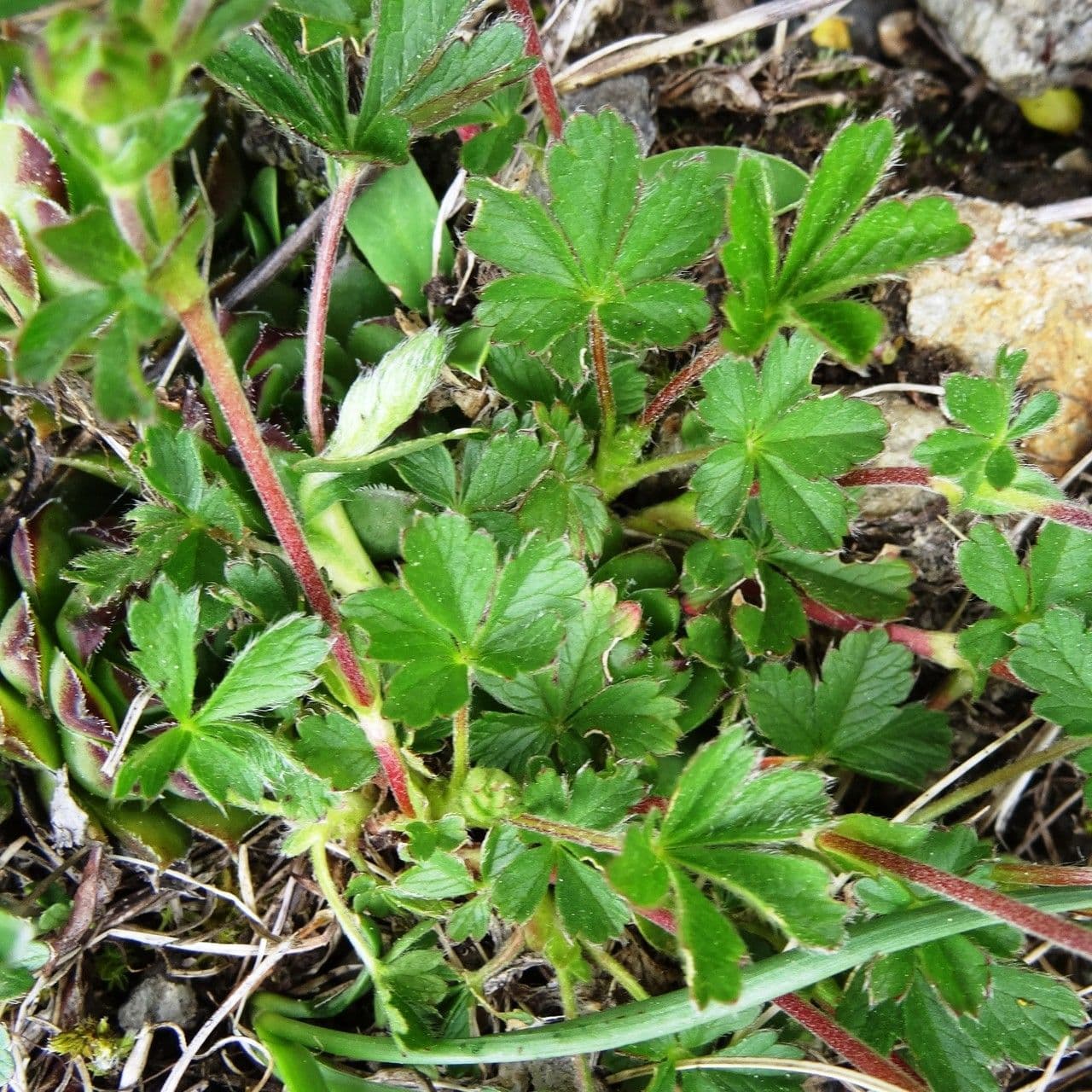 Mochna Crantzova 7