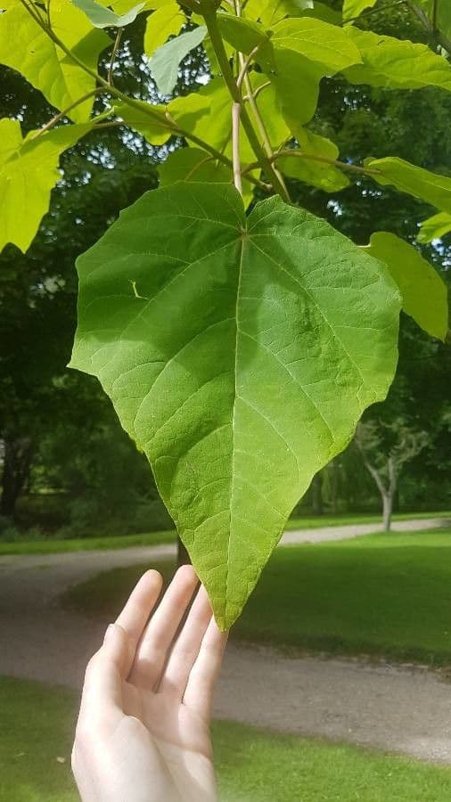 Katalpa vajcovitolistá 18