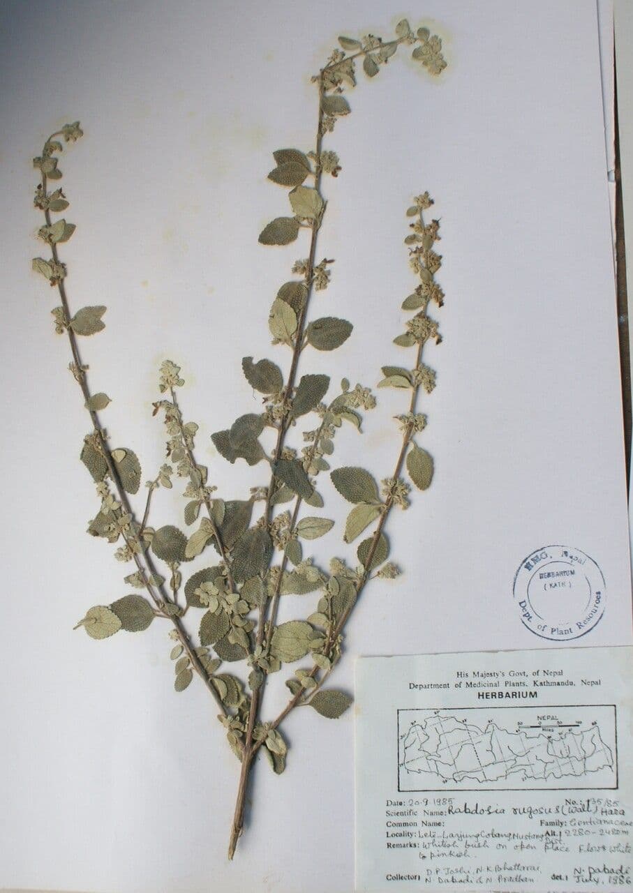 Isodon 12