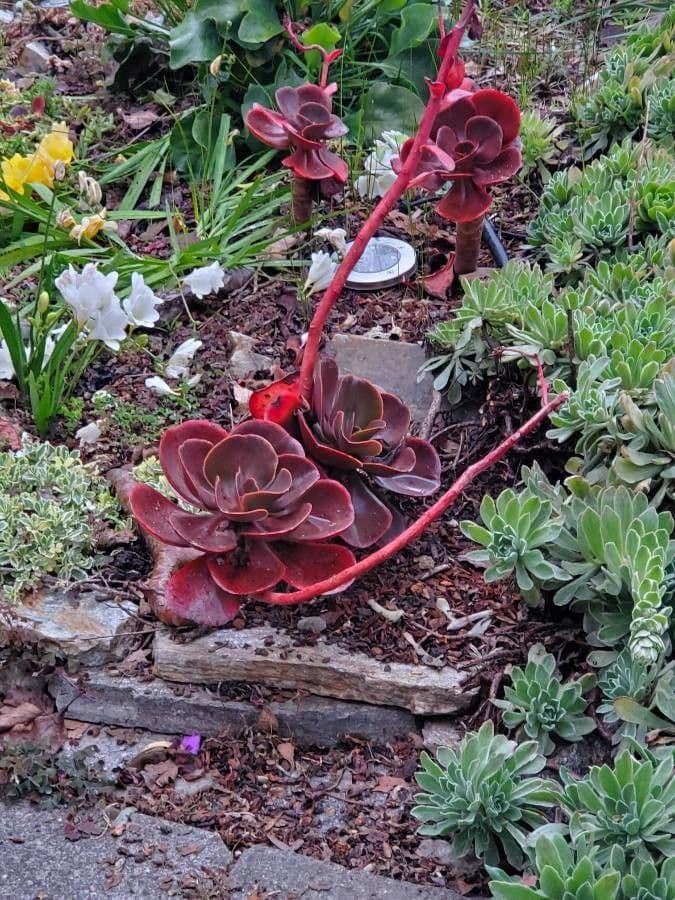 Echeveria 11