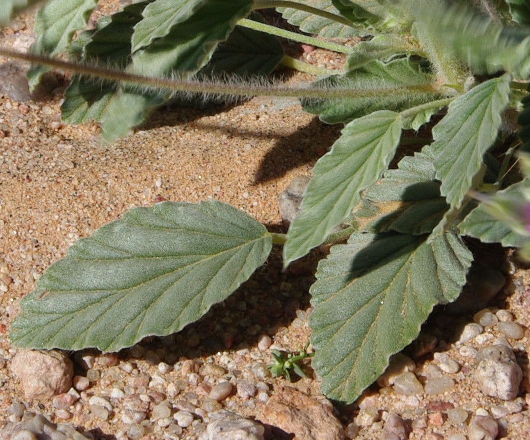 Monsonia 8