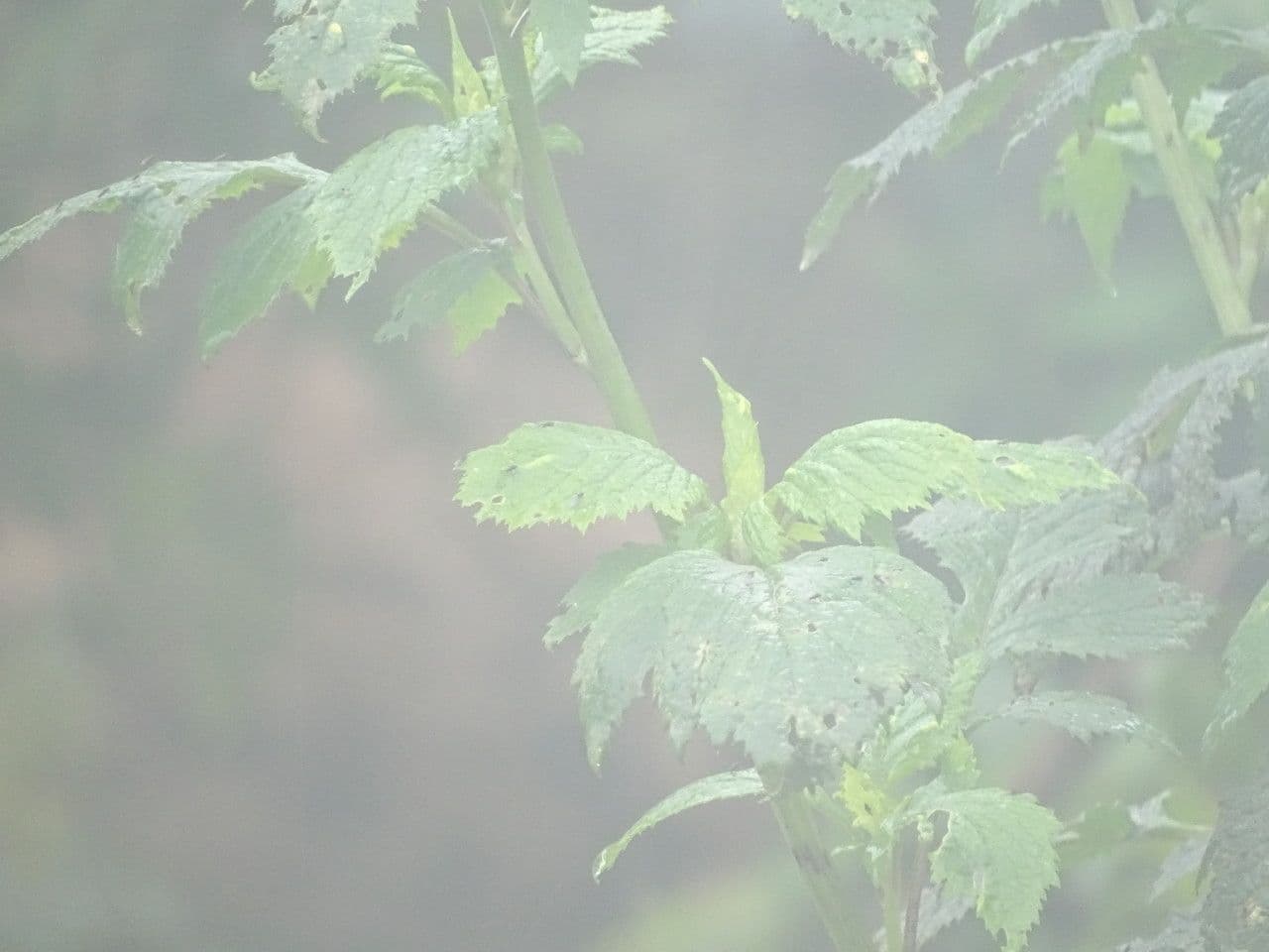 Senecione 5