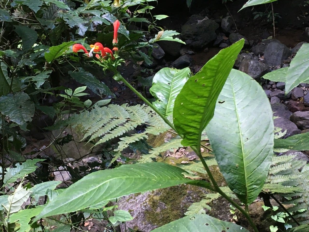 Centropogon 9