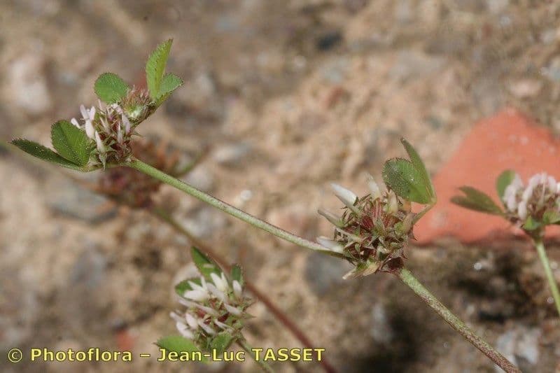 Trifoglio agglomerato 22