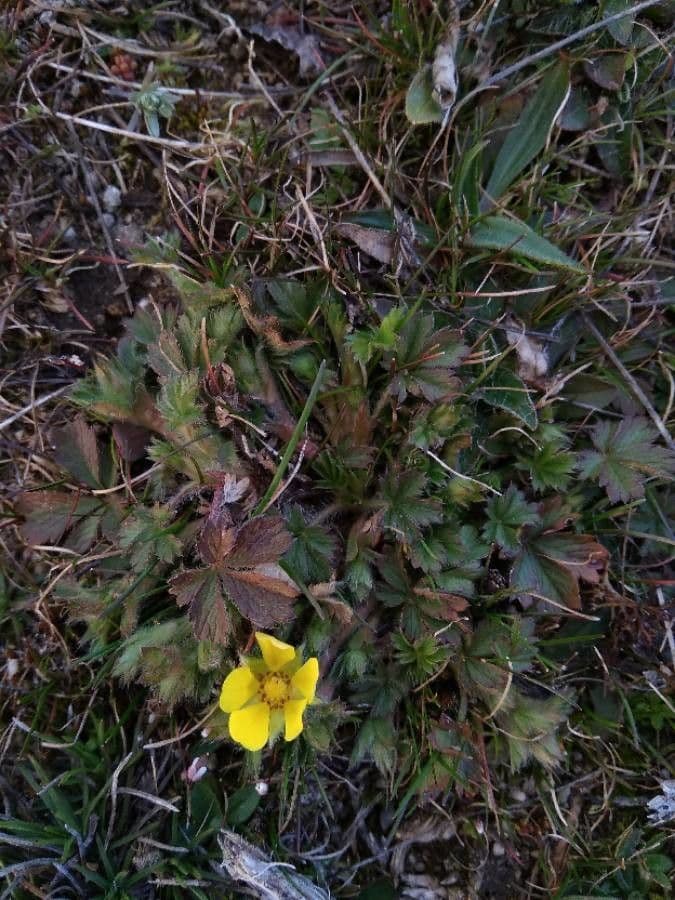 Cincoenrama de primavera 19