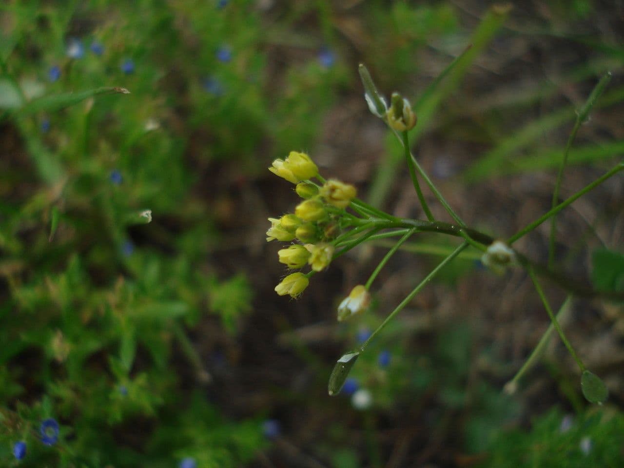Draba lesná 9