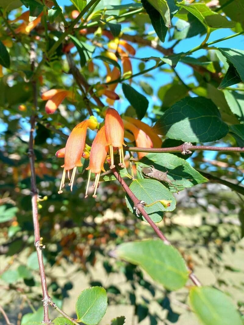 Halleria lucida 10