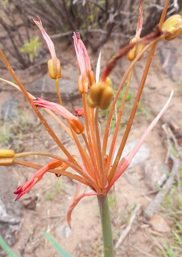 Hieronymiella argentina