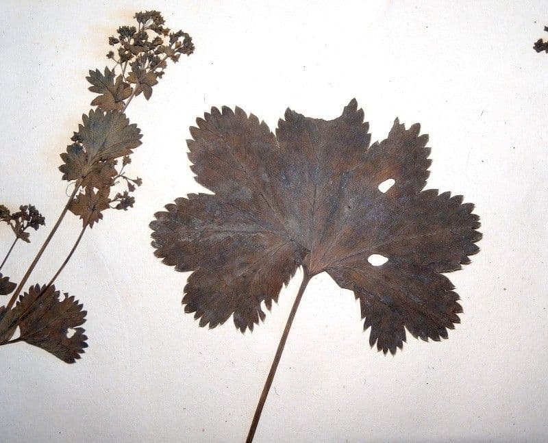 Mniszek 3