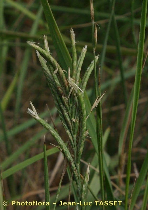 Brachypode phénicoïde 3