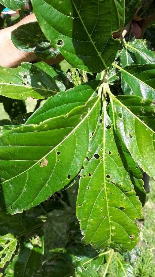 Cordia 4