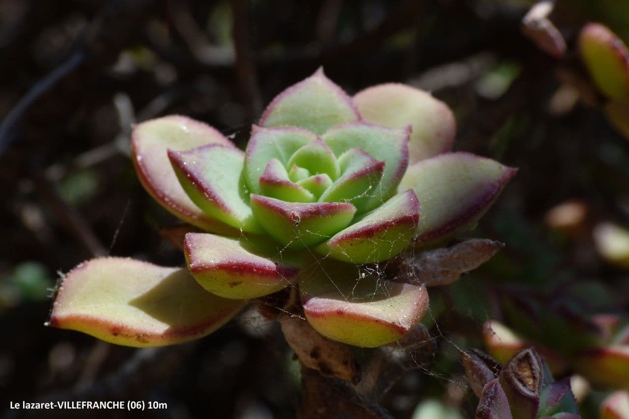 Aeonium 3