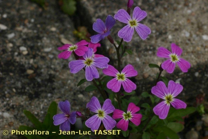 Malcolmia flexuosa 2