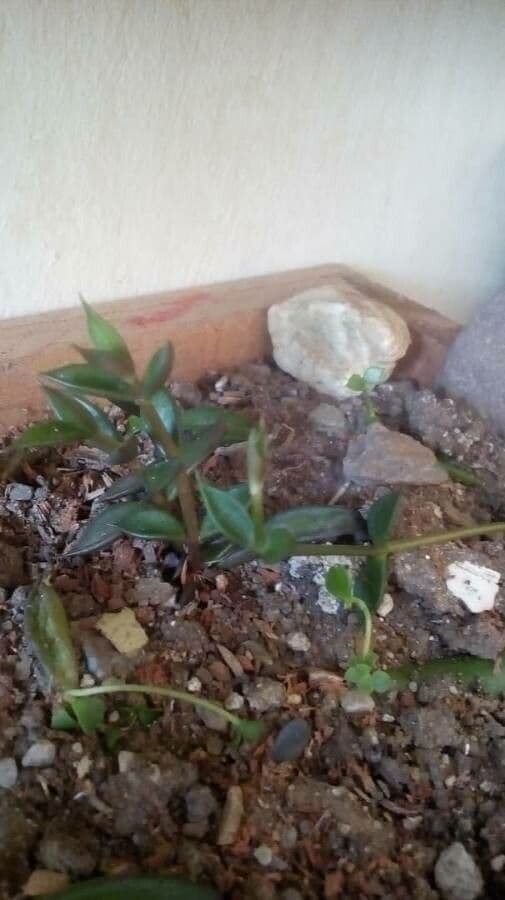 Lenophyllum 5