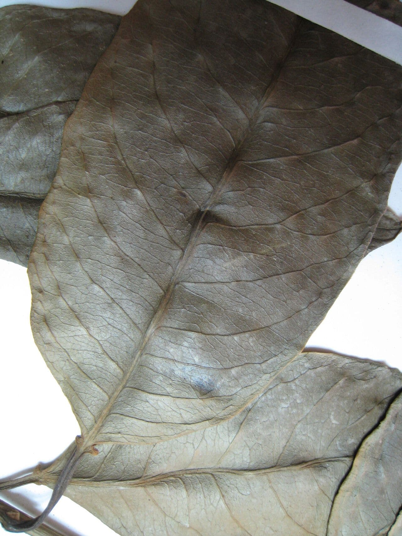 Drüsiges Milchkraut 23