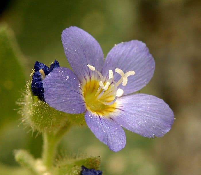 Polemonio della California 5