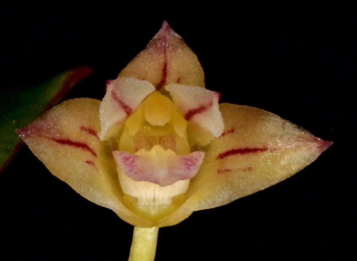 Dendrobium 7