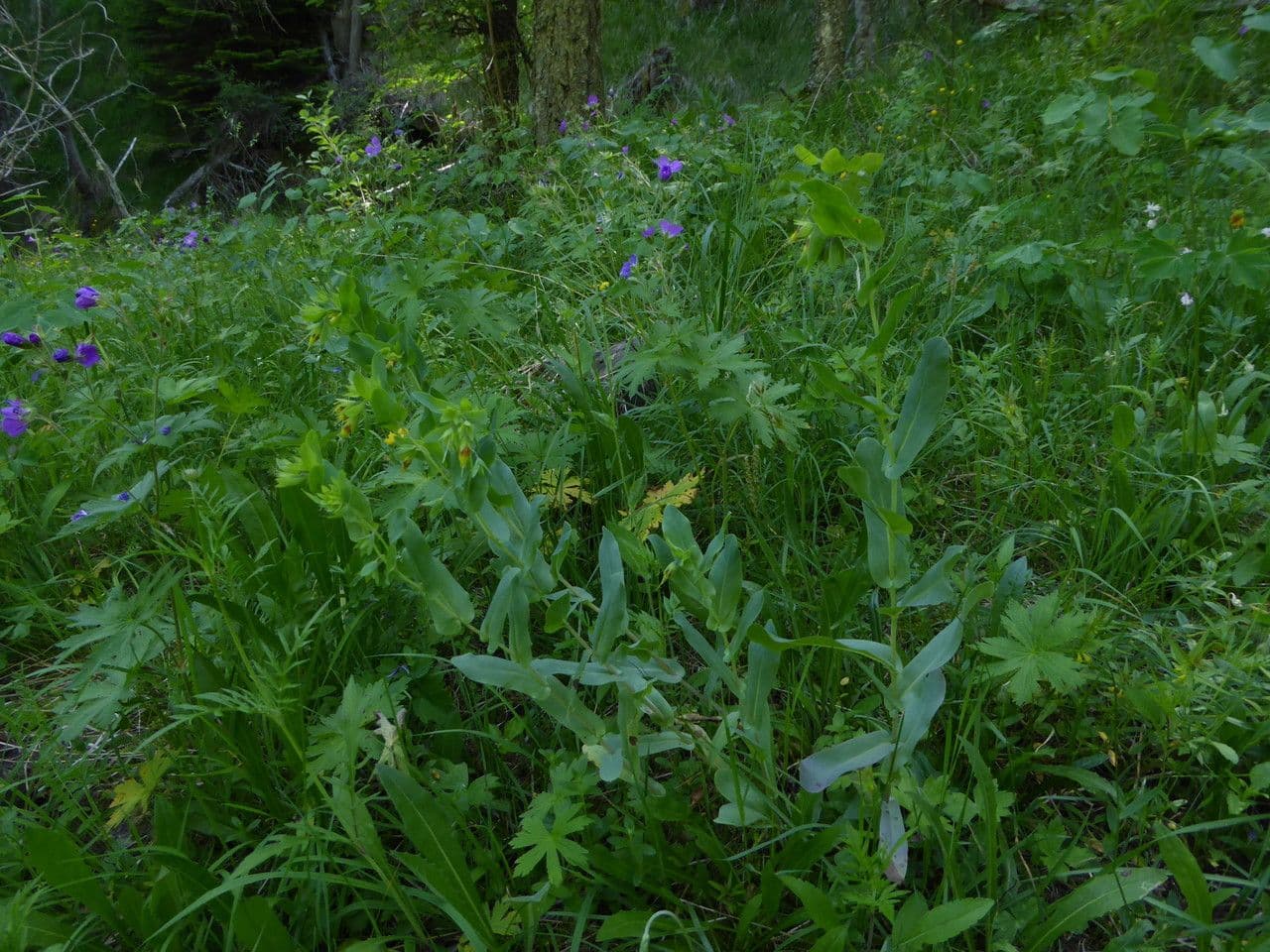 Cerinthe liscia 12