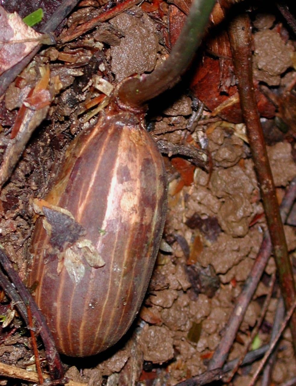 Gnetum 5