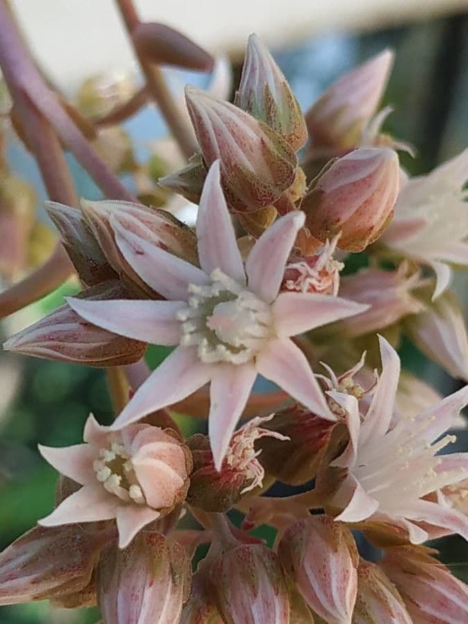 Aeonium decorum 5