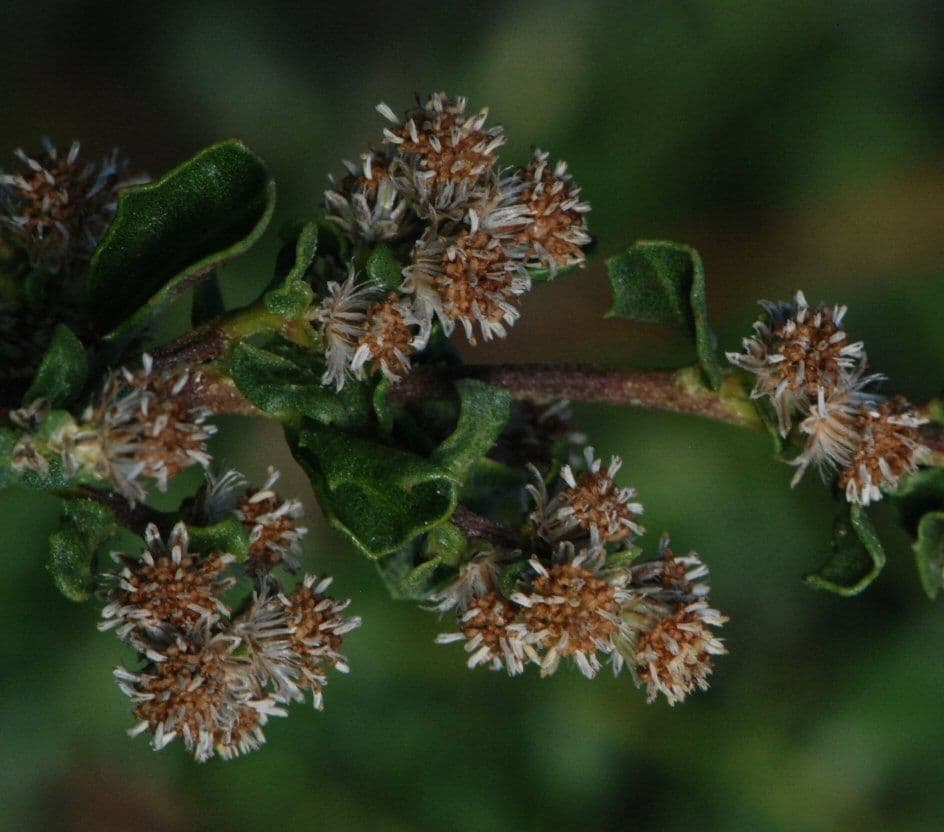 Bacharis