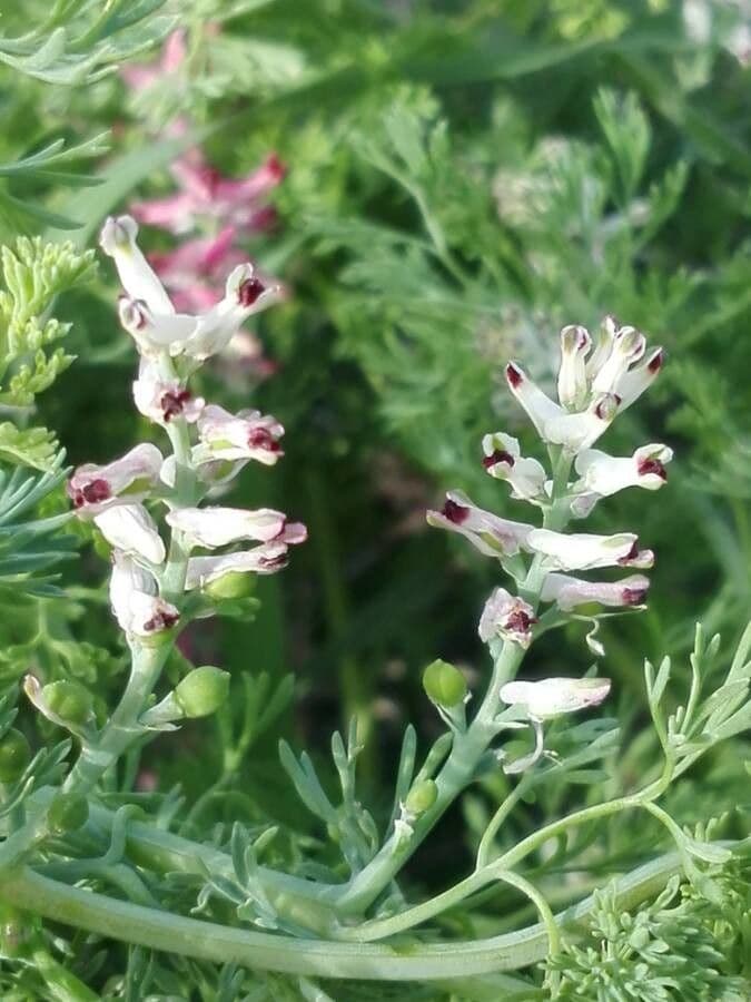 Kleinblütiges Erdrauch 6