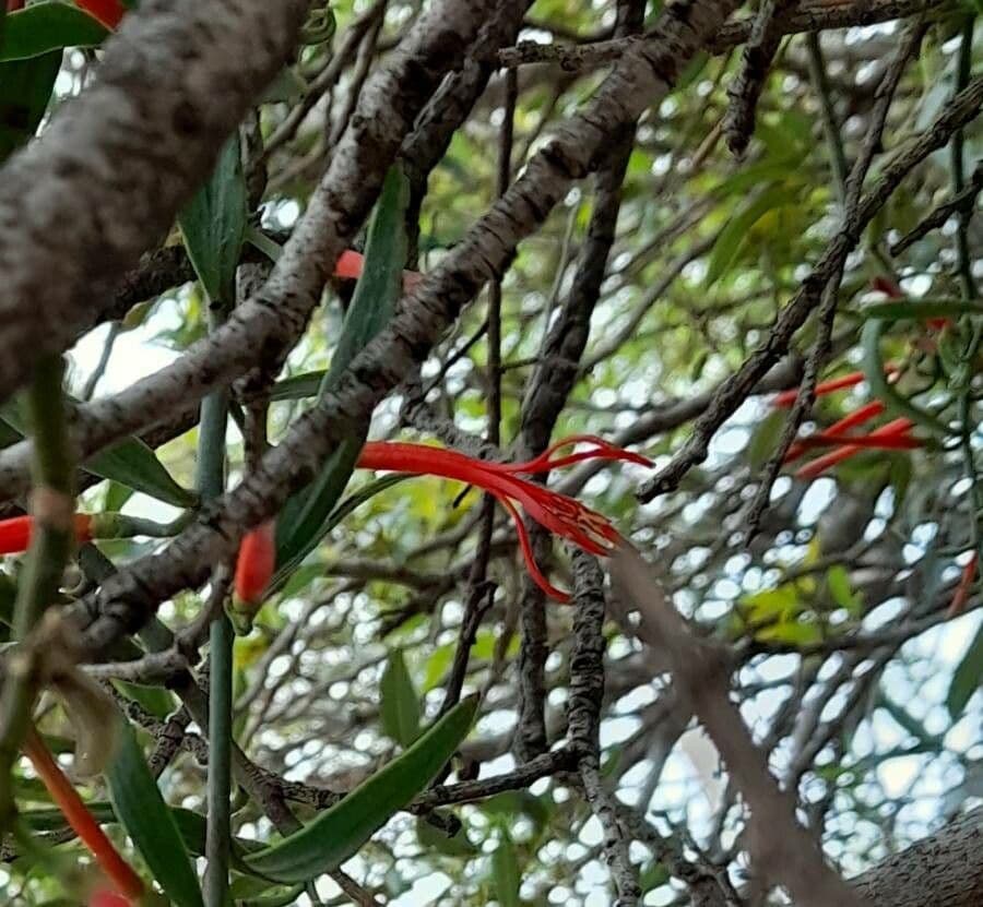 Ligaria 4