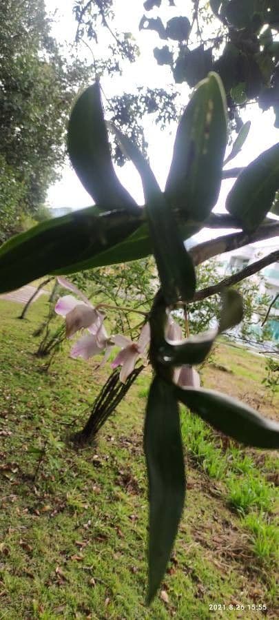 Orchidea 6