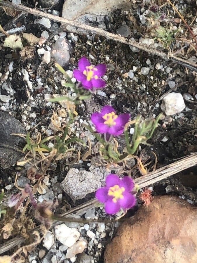 Spergularia purpurea