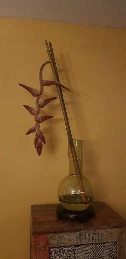 Heliconia 12