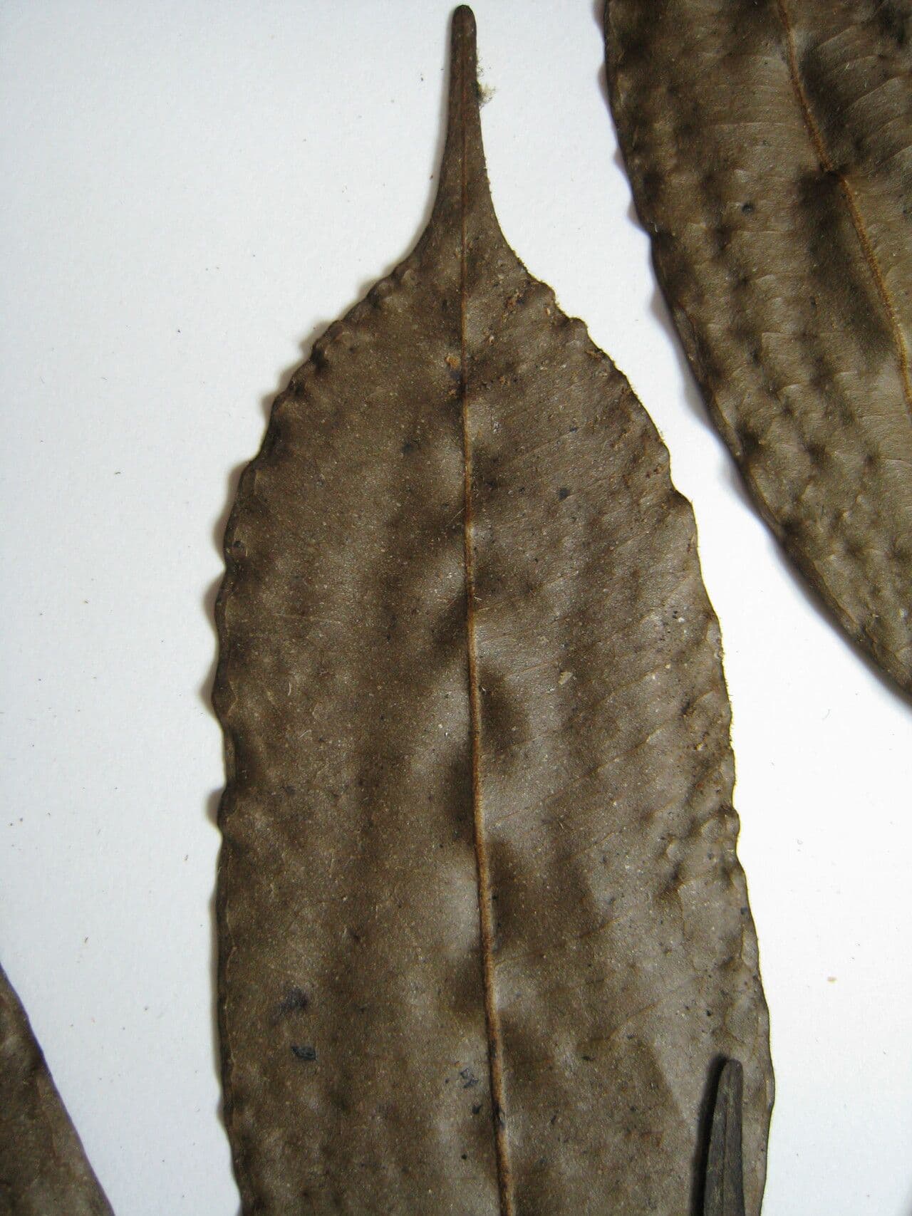 Pseudoxandra 3