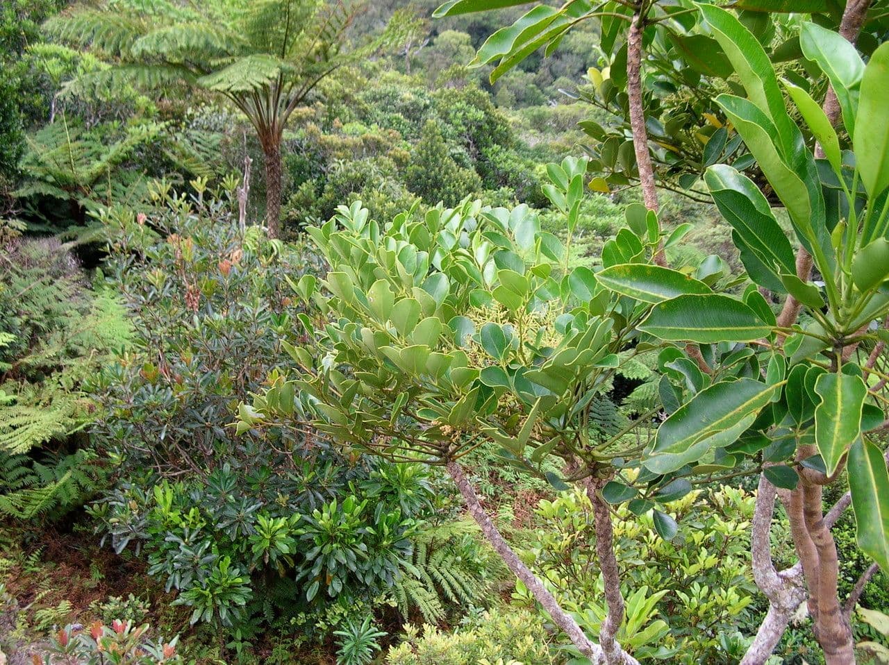 Polyscias Lecarda 2