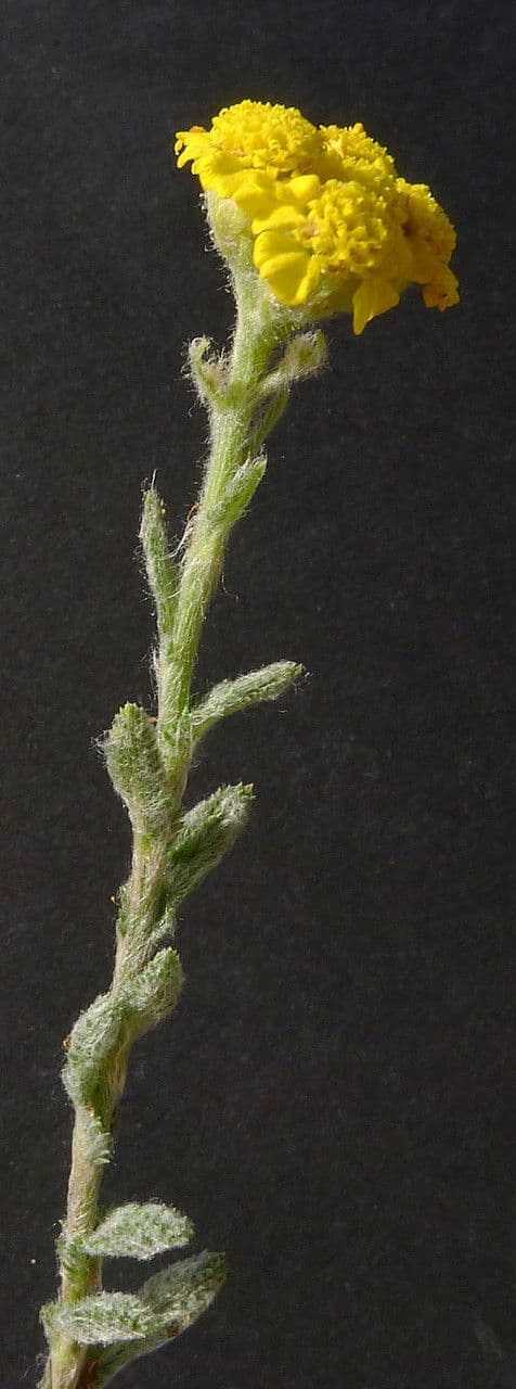 Achillea tomentosa 23
