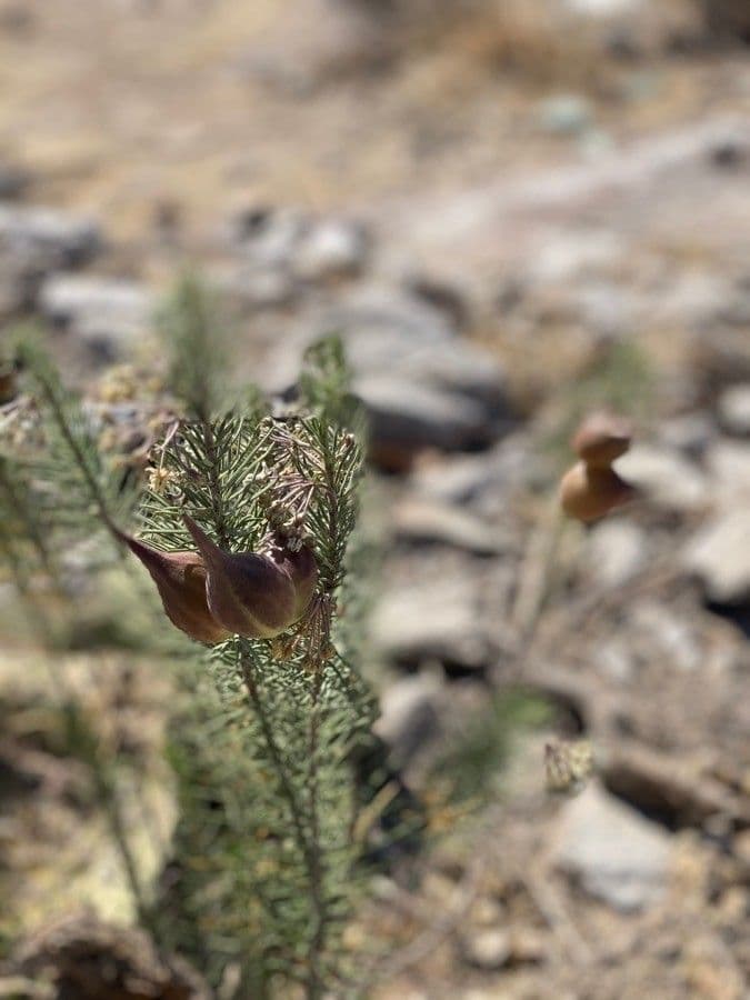 Asclepias linaria 5