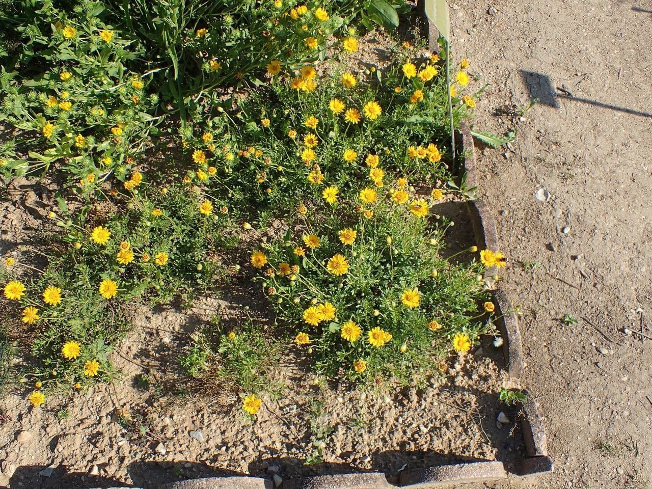 Haplopappus 8