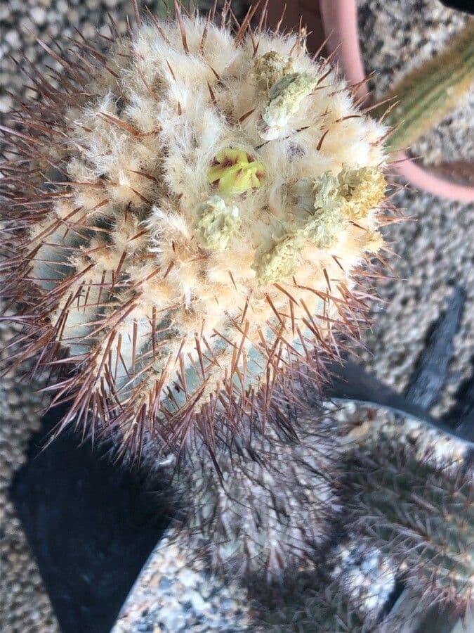 Copiapoa 2