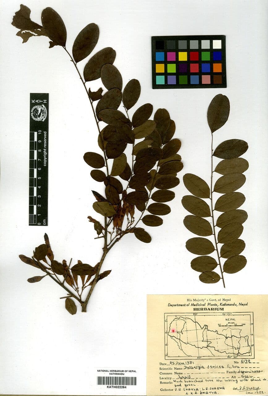 Dalbergie 7