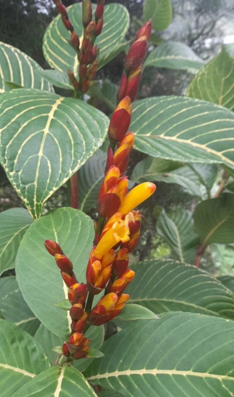 Sanchezia oblonga 5