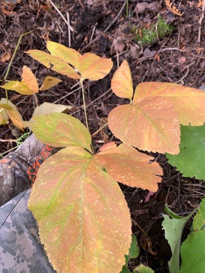 Aralia a stelo nudo 25