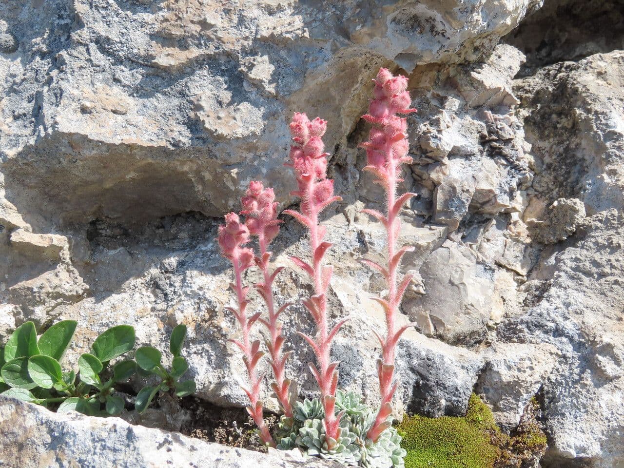Sassifraga alpina 11