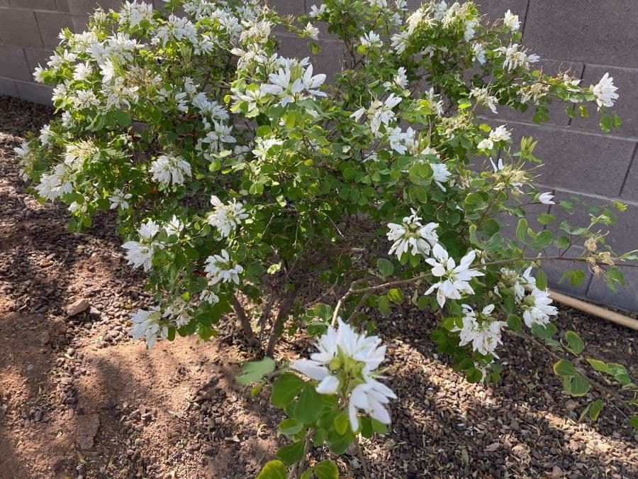 Bauhinia 12