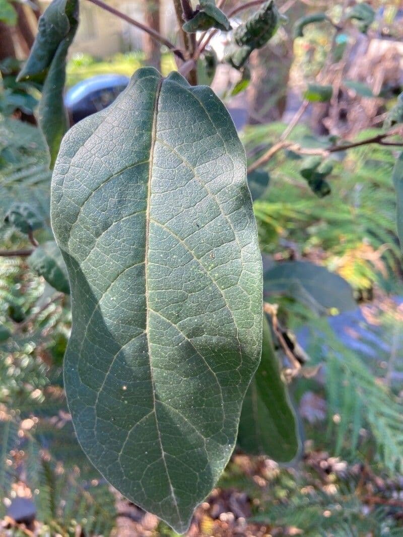 Lanstalt 4