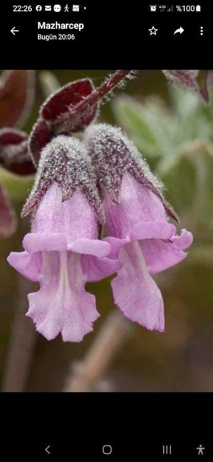Salvia brocca 5