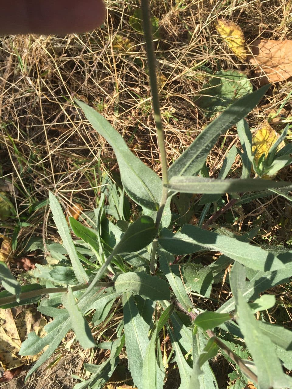 Gaillardia 24