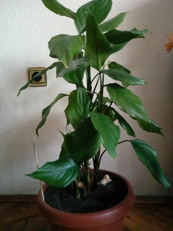 Aglaonema 7