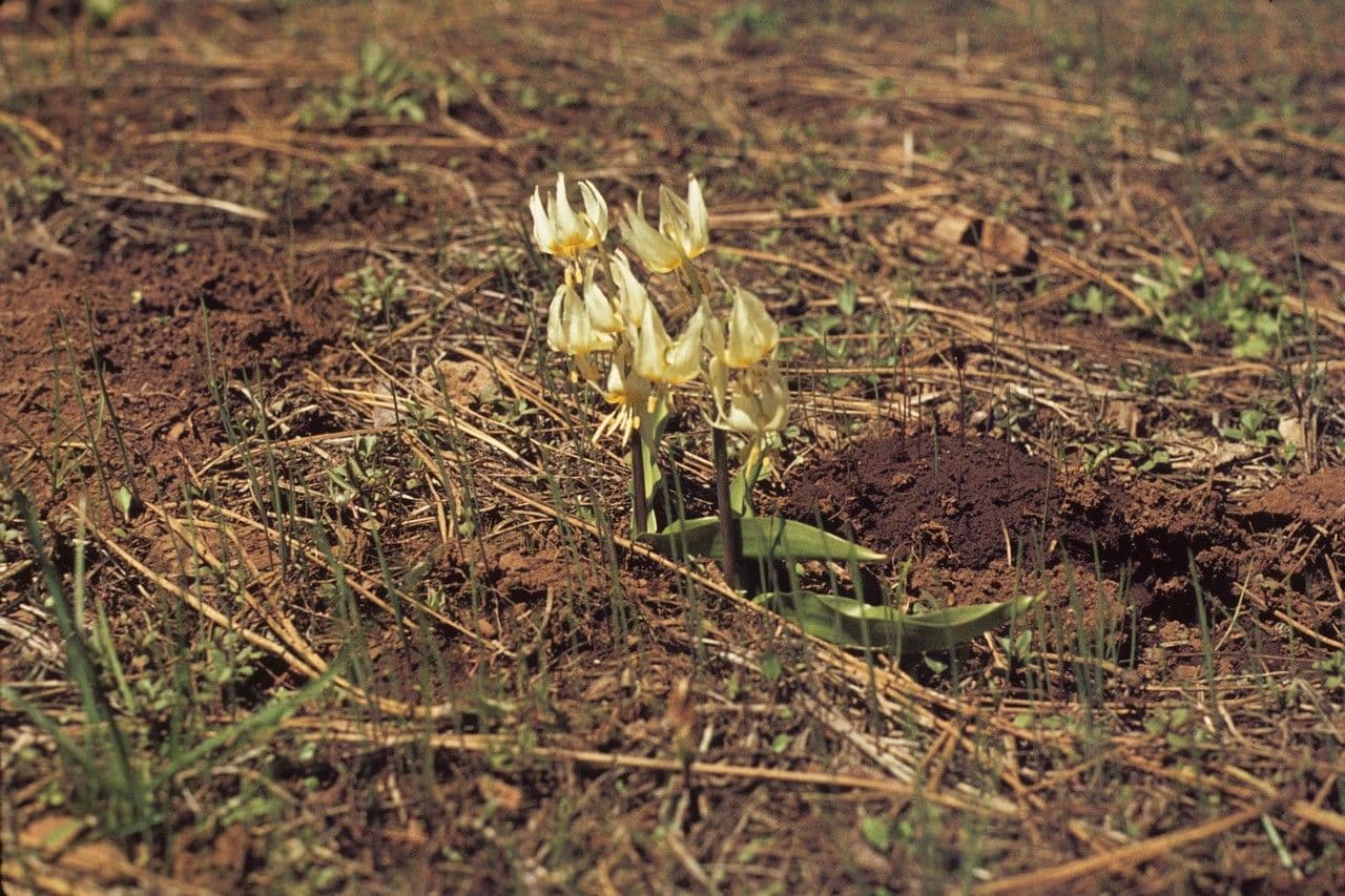 Klamath fawn-lily 7