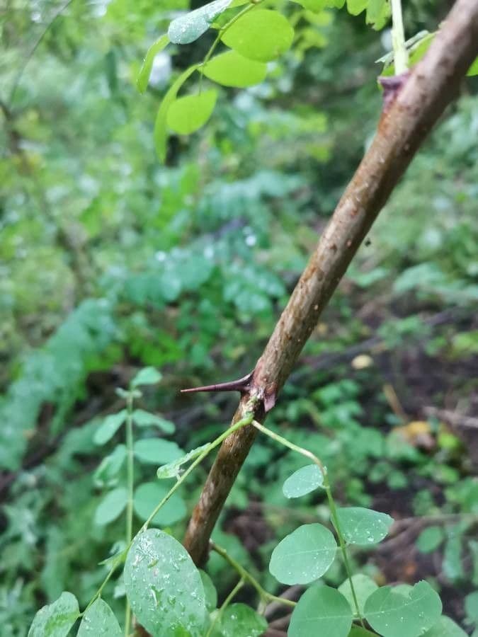 Cicerchia nera 21